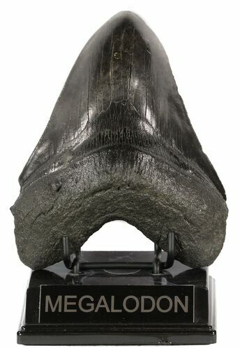 Heavy, Fossil Megalodon Tooth - South Carolina #51008